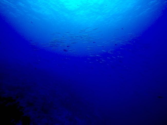 Diving Rangiroa French Polynesia school of baracuda