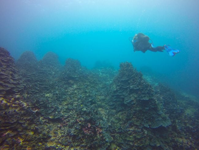 Diving Savaii Samoa lava mounts