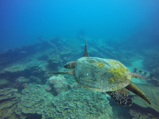 Diving Savaii Samoa sea turtle 2