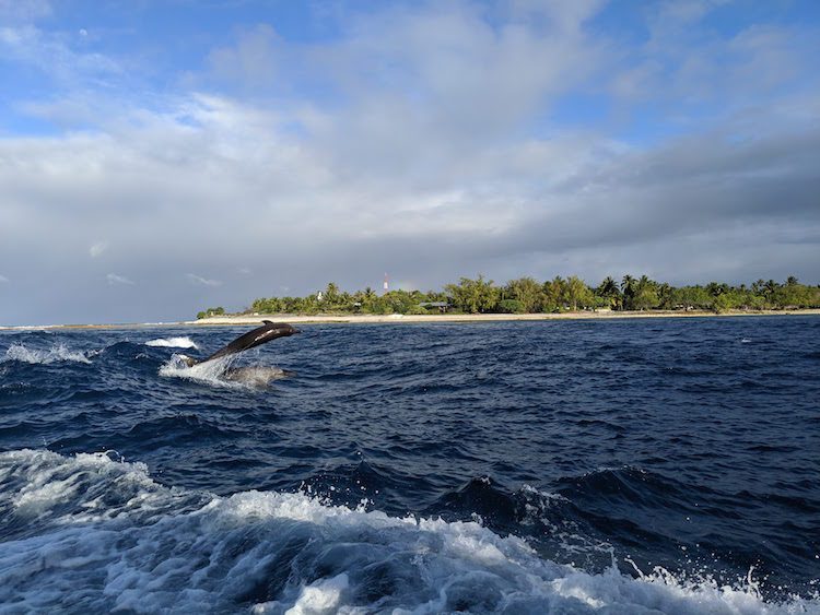 Dolphin jumping in lagoon pass Rangiroa French Polynesia