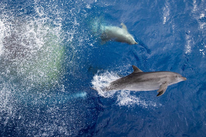 Dolphins in Tiputa Pass - Rangiroa Atoll French Polynesia