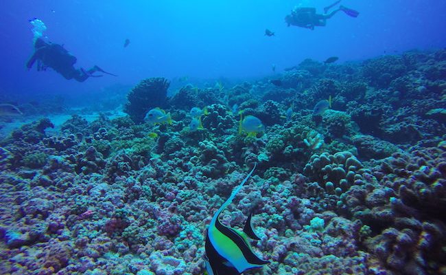 Drift-dive-fakarava-north-pass-divers