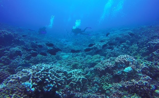 Drift-dive-fakarava-north-pass-fish