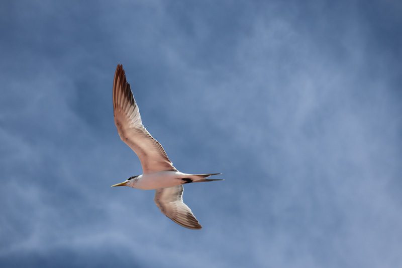 Frigate Bird - Rangiroa Atoll French Polynesia