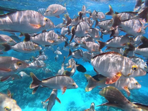 Tropical fish in aquarium snorkeling tour Rangiroa French Polynesia