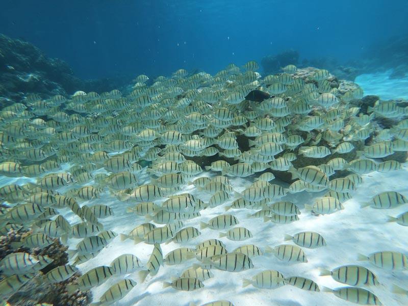 Colorful tropical fish in snorkeling tour aquarium Rangiroa French Polynesia