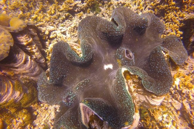 Giant-clam-sanctuary-samoa-savaia