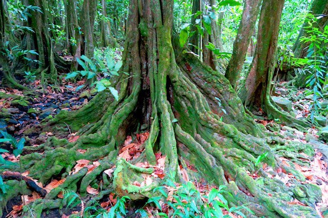 Hakaui Valley Vaipo Waterfall hike mape tree Nuku Hiva Marquesas Islands French Polynesia