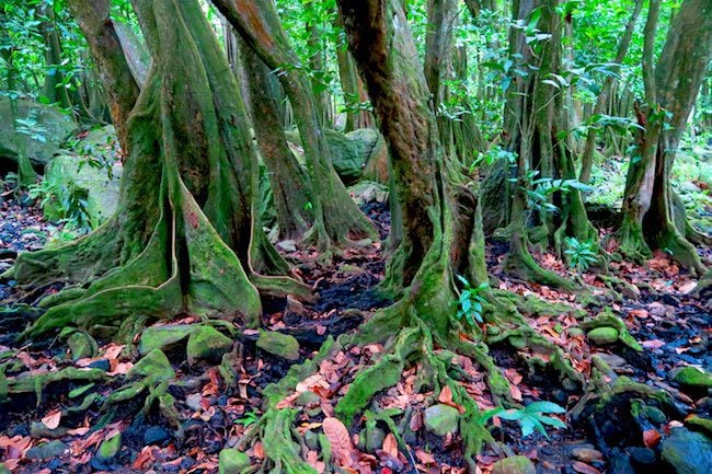 Hakaui Valley Vaipo Waterfall hike mape trees Nuku Hiva Marquesas Islands French Polynesia