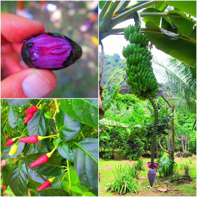 Hakaui Valley Vaipo Waterfall hike tropical fruit Nuku Hiva Marquesas Islands French Polynesia