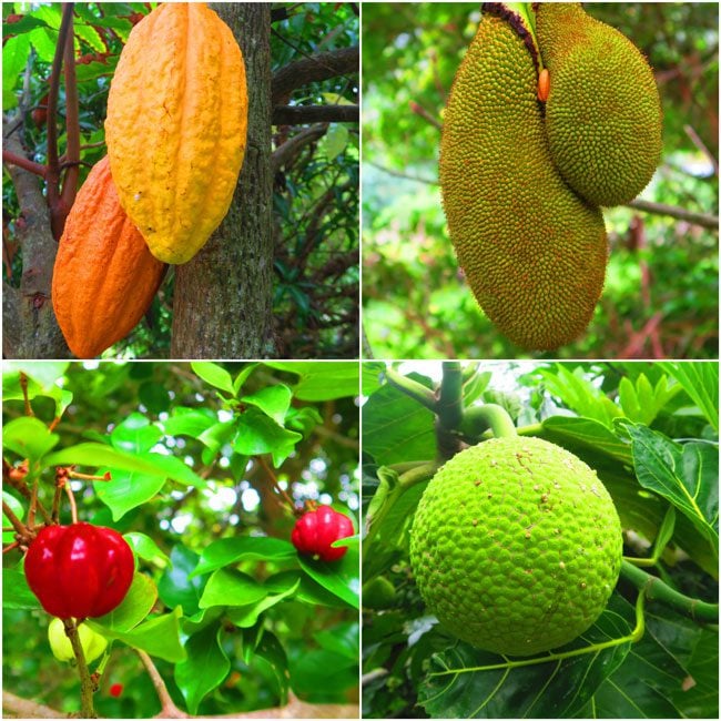 Halawa Valley Hike Molokai Hawaii - tropical fruits