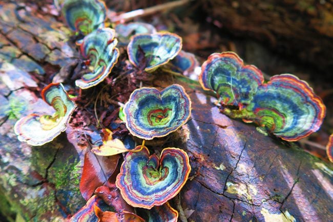 Halawa Valley Hike - mushrooms - Molokai Hawaii