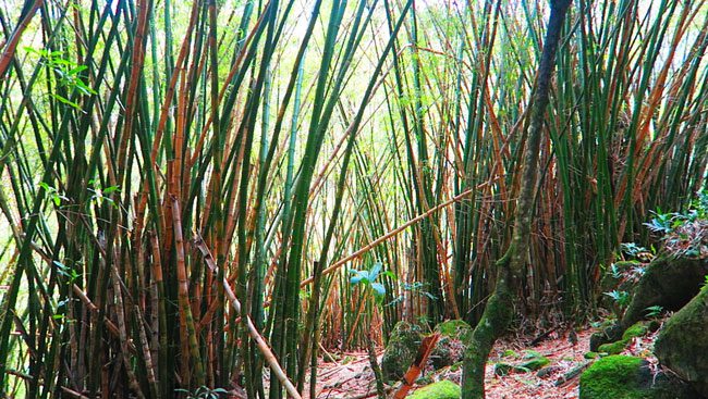 Hanakapi'ai Falls Hike - bamboo trees - Kalalau Trail - Kauai, Hawaii