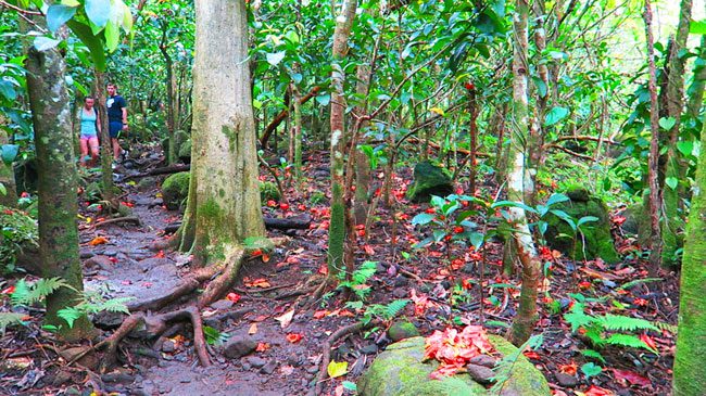 Hanakapi'ai Falls Hike - rainforest - Kalalau Trail - Kauai, Hawaii