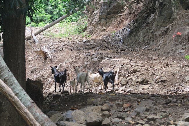 Hanatekuua Bay Hike Hiva Oa Marquesas Islands French Polynesia wild goat