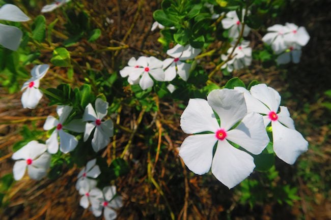 Hanatekuua Bay Hike Hiva Oa Marquesas Islands French Polynesia wildflower