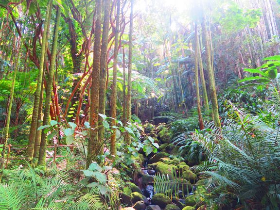 Hawaii Tropical Botanical Gardens - Big Island_3