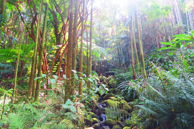 Hawaii Tropical Botanical Gardens - Big Island_3
