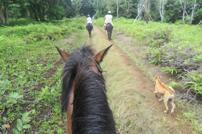 Horseback riding Hiva Oa Marquesas Islands French Polynesia in forest