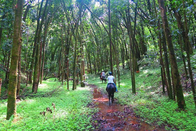 Horseback riding Hiva Oa Marquesas Islands French Polynesia rainforest