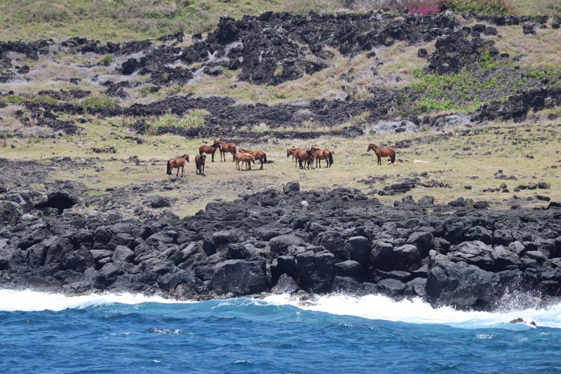 Horses in - Easter Island