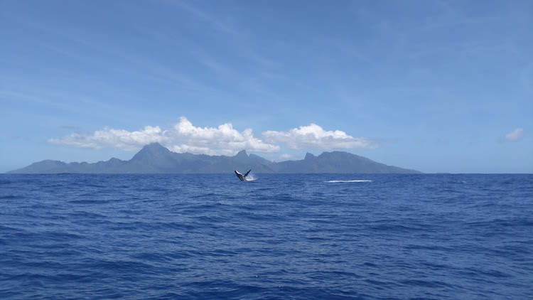 Humpback whale Tahiti French Polynesia