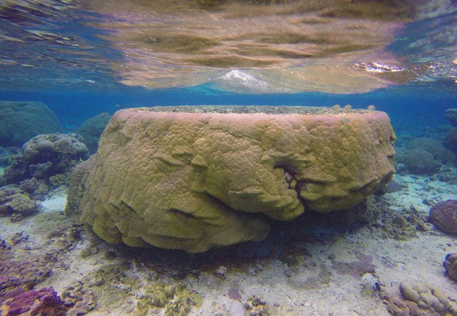 Large boulder coral in Ofu Beach American Samoa