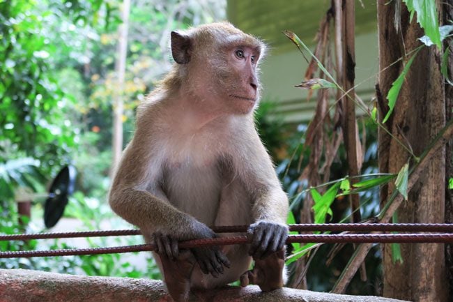 monkeys-in-railay-beach-thailand-1