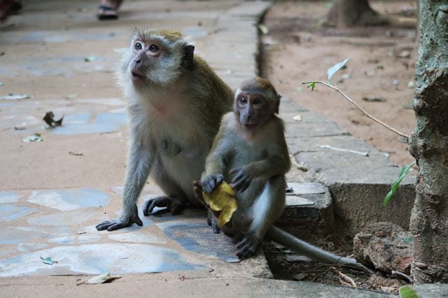 monkeys-in-railay-beach-thailand-4
