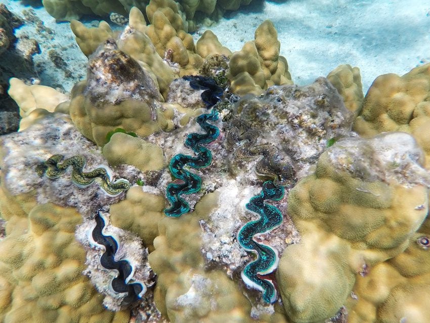 Motu Auira - Maupiti - French Polynesia - Colorful Shells