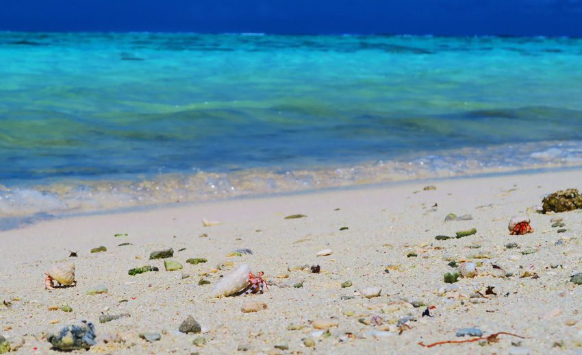 Motu Auira - Maupiti - French Polynesia - Hermit Crabs