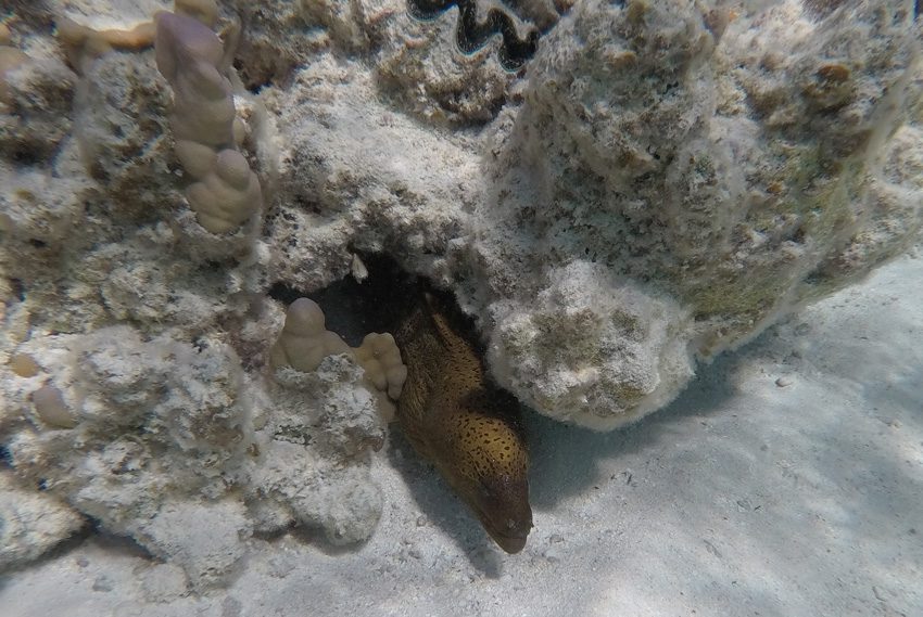 Motu Auira - Maupiti - French Polynesia - Moray Eel