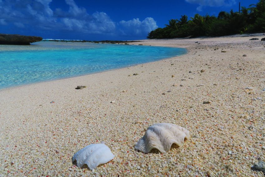 Motu Auira - Maupiti - French Polynesia - Shells