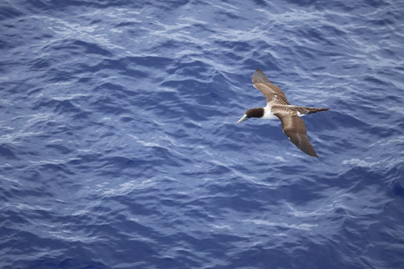 Oheno Atoll - Pitcairn Islands - frigate bird closeup