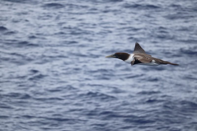 Oheno Atoll - Pitcairn Islands - Frigate bird