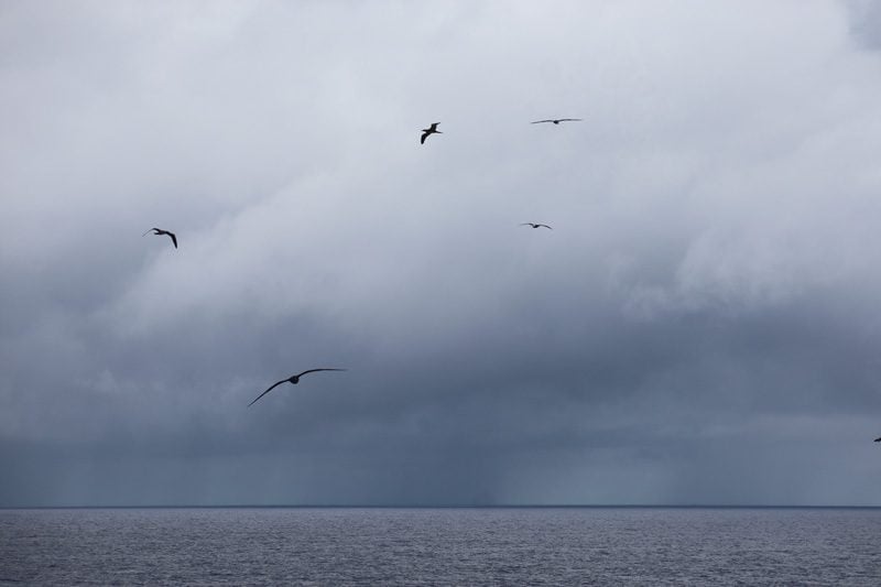 Oheno Atoll - Pitcairn Islands - flock birds hovering