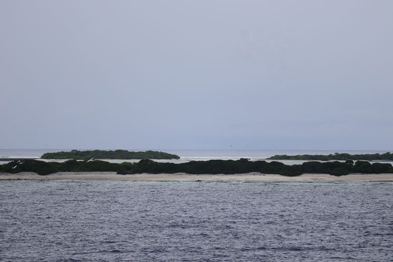 Oheno Atoll - Pitcairn Islands - flock of birds