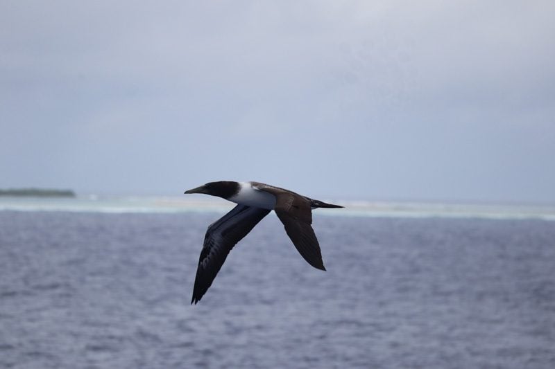 Oheno Atoll - Pitcairn Islands - frigate bird 2