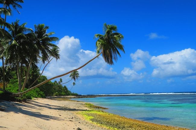 Palm tree in Salamumu Tropical Beach Samoa