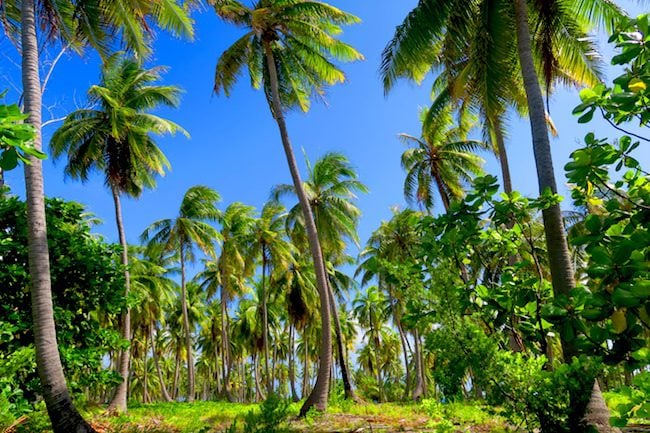 Palm trees in Rangiroa French Polynesia