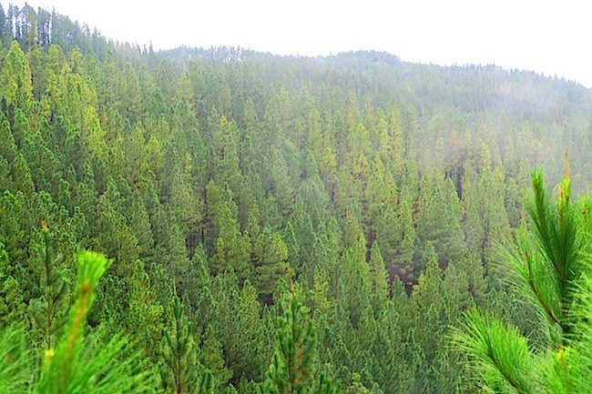 Pine forest Nuku Hiva Marquesas Islands French Polynesia