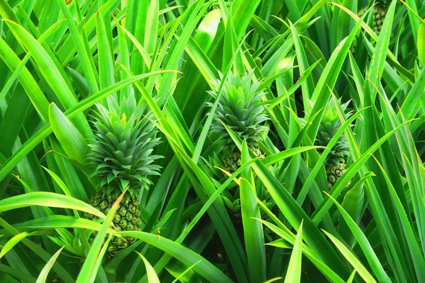 Pineapple - Moorea - French Polynesia