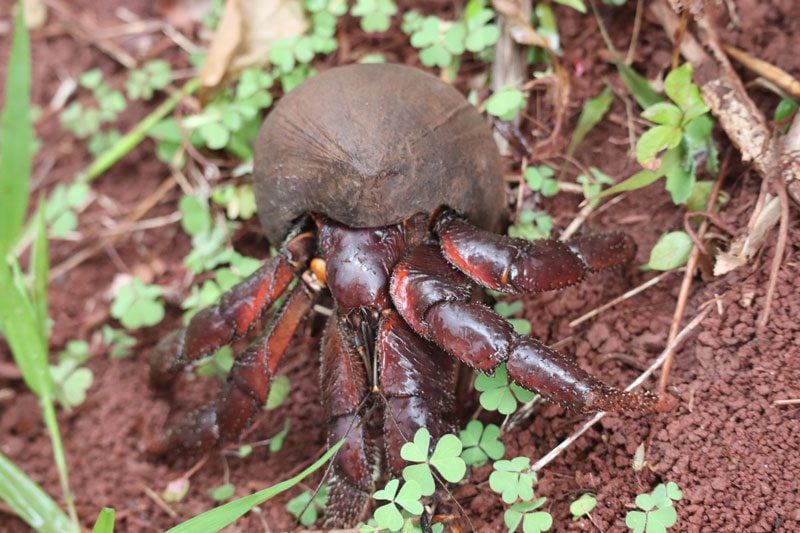 Pitcairn Island - coconut crab