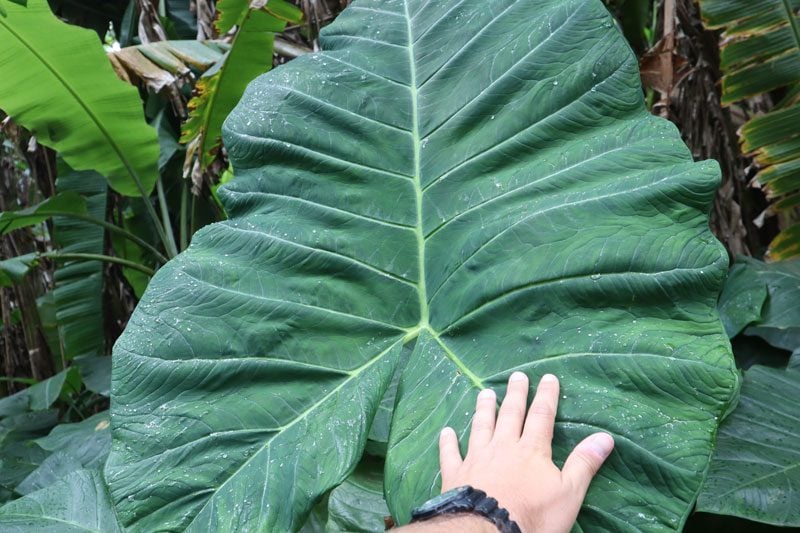 Pitcairn Island - giant leaf