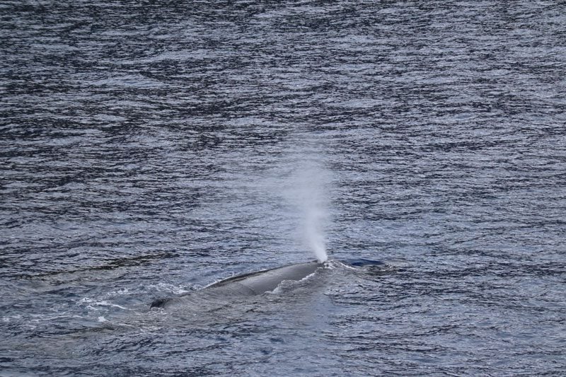 Pitcairn Island - humpback whales 2