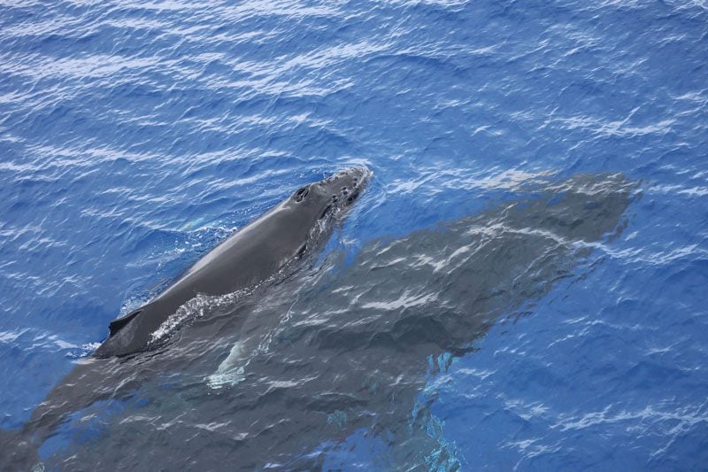 Pitcairn Island - humpback whales 3