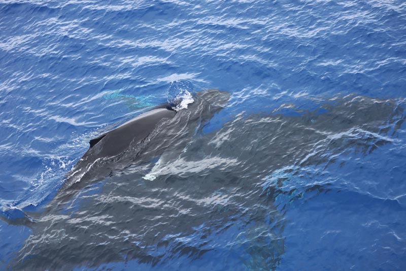 Pitcairn Island - humpback whales 4