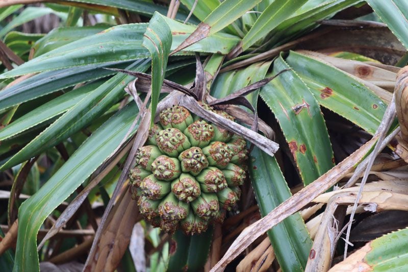 Pitcairn Island - pandanus