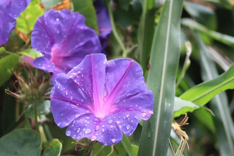 Pitcairn Island - purple flower