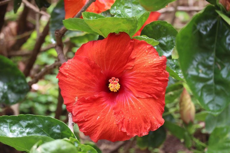 Pitcairn Island - red hibiscus